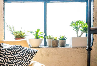 Buy Earthy Elements: Faux Succulents!