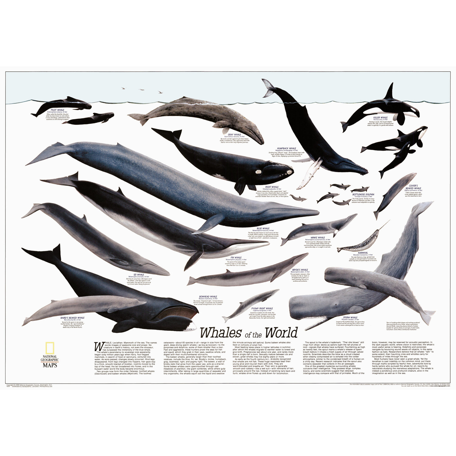 the characteristics of dolphins and porpoises mammals from the group cetacean Cetacean is a word used to describe all whales, dolphins, and porpoises learn about the characteristics of cetaceans how they survive in the ocean. the characteristics of dolphins and porpoises mammals from the group cetacean Cetacean is a word used to describe all whales, dolphins, and porpoises learn about the characteristics of cetaceans how they survive in the ocean.