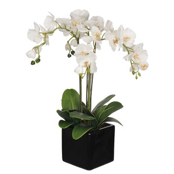 House of Silk Flowers Phalaenopsis Orchid Arrangement in Cube Ceramic
