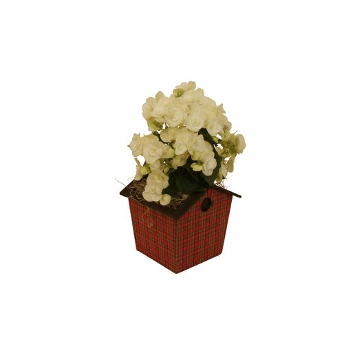 Planters Online Santtorini Pot Planter