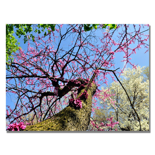 Trademark Fine Art Spring up the Redbud by Kurt Shaffer Photographic