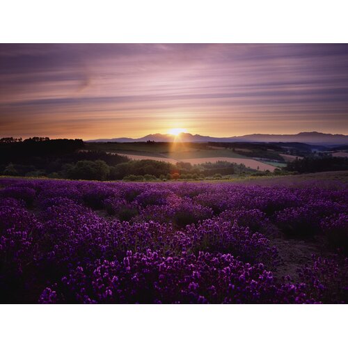 Charlton Home Jean Lavendar Sunset Art Photographic Print on Canvas