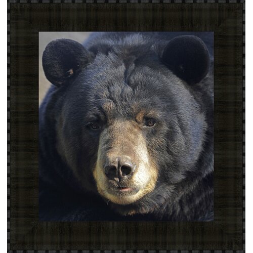 Midwest Art and Frame Gentle Stare Black Bear Framed Photographic