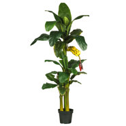 Brookings Triple Stalk Banana Tree in Pot