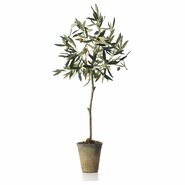 Potted Olive Tree in Pot