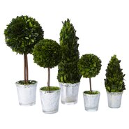 5 Piece Round Tapered Topiary in Pot Set