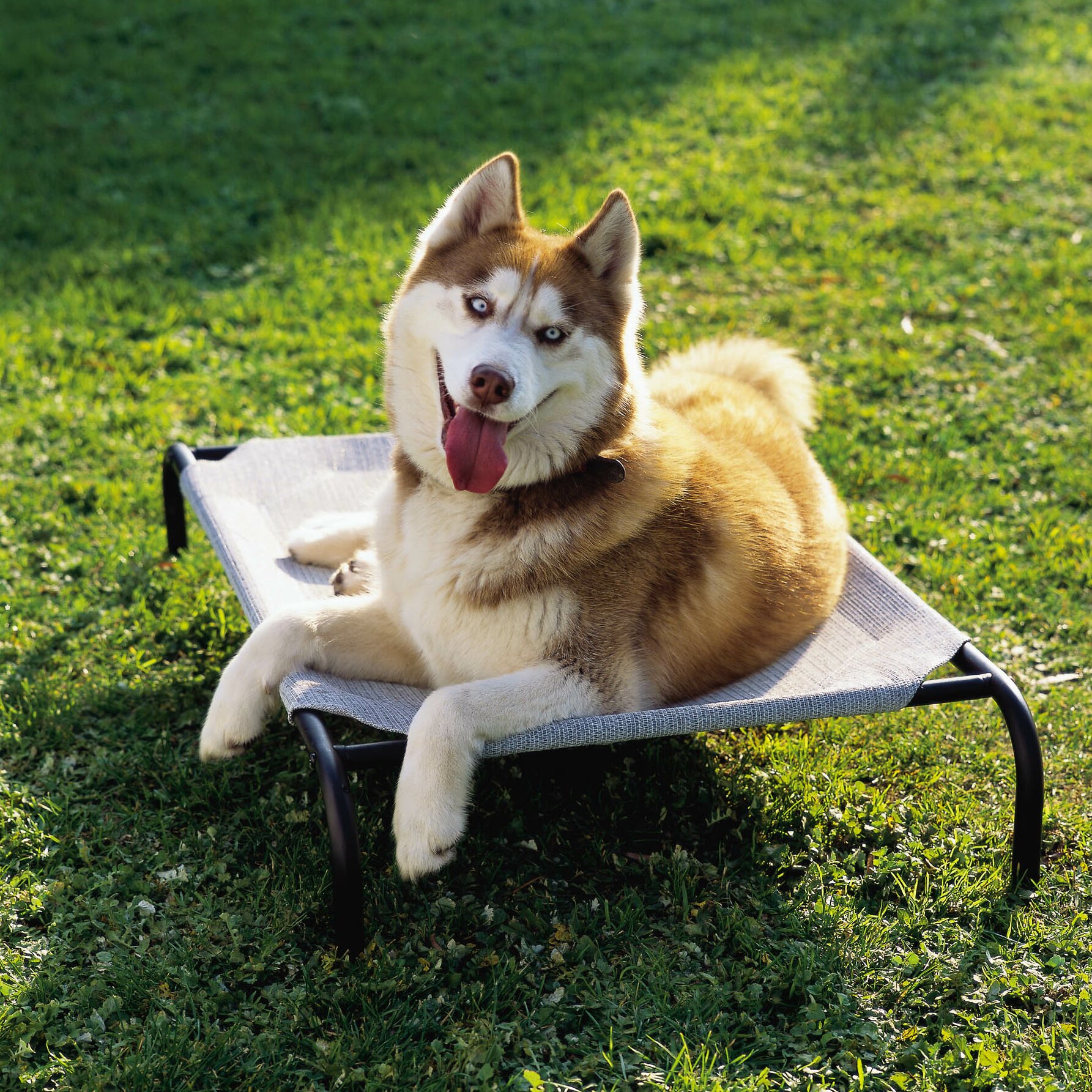 Coolaroo Elevated Indoor/Outdoor Pet Cot & Reviews | Wayfair